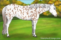 Horse Color:Bay Roan Appaloosa 