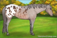 Horse Color:Bay Roan Appaloosa  Brindle