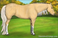 Horse Color:Palomino  Brindle
