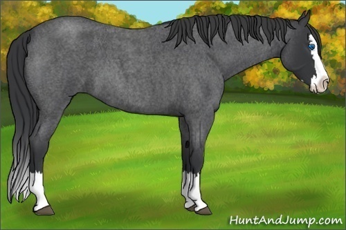 Horse Color: Blue Roan Splash 