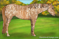 Horse Color:Palomino Blanket  Brindle