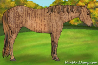 Horse Color:Bay  Brindle