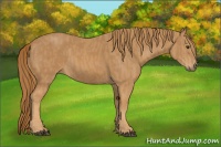 Horse Color:Chestnut  Brindle