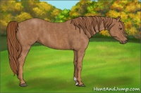 Horse Color:Chestnut  Brindle