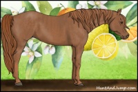 Horse Color:Chestnut  Brindle