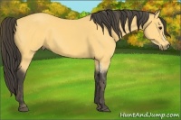 Horse Color:Buckskin Splash Frame  Brindle
