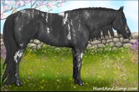 Horse Color:Black Splash Tobiano Frame  Brindle