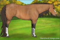 Horse Color:Bay  Brindle