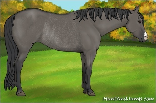 Horse Color: Grullo Rabicano 
