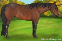 Horse Color:Bay  Brindle