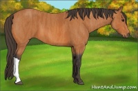 Horse Color:Bay  Brindle