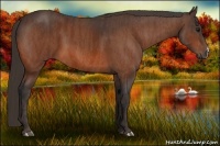 Horse Color:Bay  Brindle