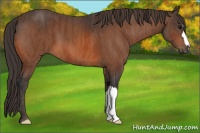 Horse Color:Bay  Brindle