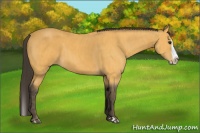 Horse Color:Buckskin Splash  Brindle