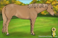 Horse Color:Chestnut Sabino 