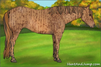 Horse Color:Bay  Brindle