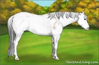 Horse Color:Bay Sabino 
