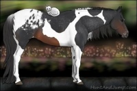 Horse Color:Brown Tobiano Appaloosa 