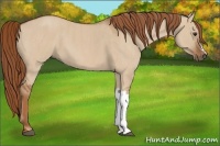 Horse Color:Red Dun  Brindle