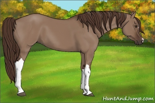 Horse Color: Liver Red Dun 