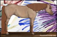 Horse Color:Red Dun  Brindle