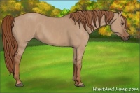 Horse Color:Red Dun  Brindle