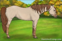Horse Color:Red Dun Brindle