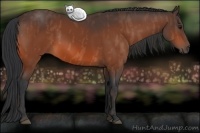Horse Color:Bay  Brindle