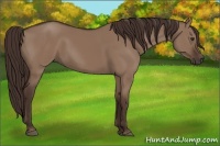 Horse Color:Liver Red Dun 
