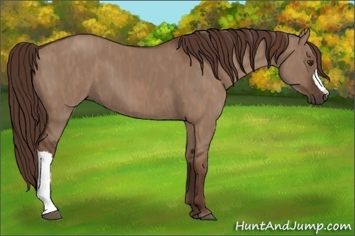 Horse Color: Liver Red Dun  Brindle