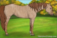 Horse Color:Red Dun  Brindle