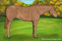 Horse Color:Chestnut  Brindle