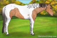 Horse Color:Bay Tobiano Appaloosa  Brindle