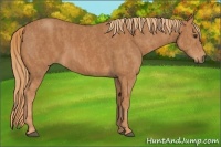 Horse Color:Chestnut  Brindle