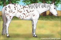 Horse Color:Bay Appaloosa 