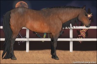 Horse Color:Bay  Brindle