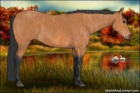 Horse Color:Bay  Brindle