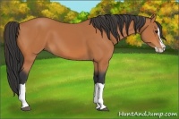 Horse Color:Bay Splash 