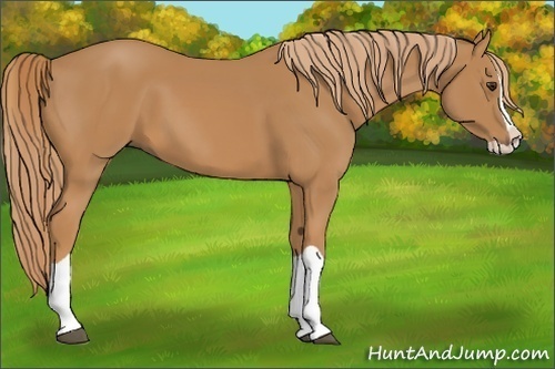 Horse Color: Chestnut Splash 
