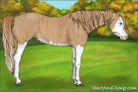 Horse Color:Chestnut Splash  Brindle