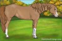 Horse Color:Chestnut Splash 