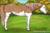 Horse Color:Chestnut Splash 