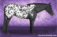 Horse Color:Black Appaloosa 