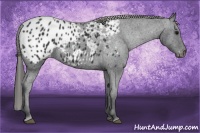 Horse Color:Black Appaloosa  Brindle