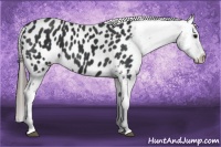 Horse Color:Black Appaloosa 