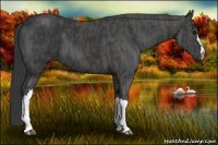Horse Color:Black  Brindle