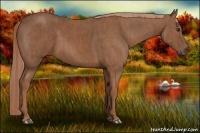 Horse Color:Chestnut  Brindle