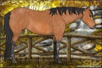 Horse Color:Bay  Brindle