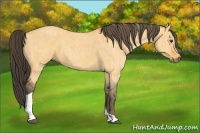 Horse Color:Buckskin Roan Dun Tobiano  Brindle