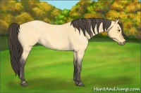 Horse Color:Buckskin Roan Dun Tobiano  Brindle